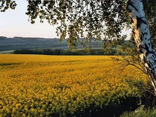Ahmad Zahir - Agar Bahar Biyayad - Majlisi