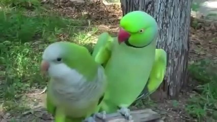 Dişisine kur yapan komik papağan