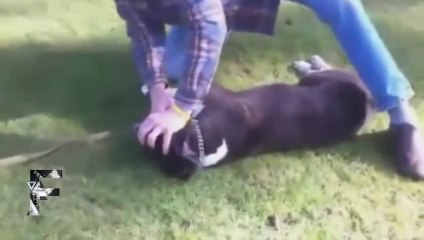 Hayvanları kurtaran hayvanseverler.