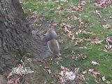 Drunk Squirrel Tries to Climb Tree