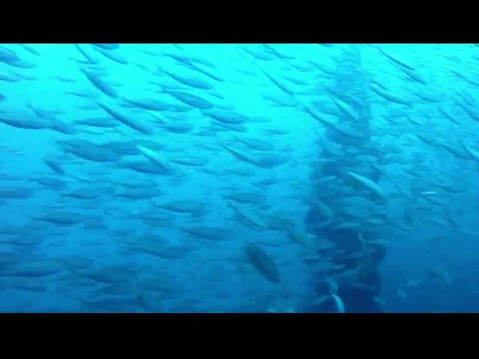 Plongée sur Le Donator, (épave)