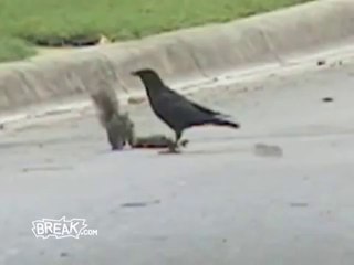 Amazing Squirrel Fights off Crows - Protects Dead Friend's Body