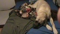 Waking up a Mastiff