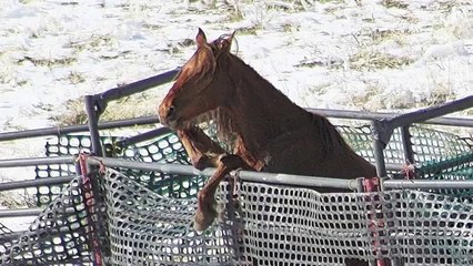 Is it Bad Enough For You  Wild Horses