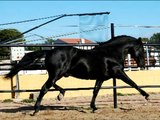 Caballo pre Yeguada Nieto andalusian horse