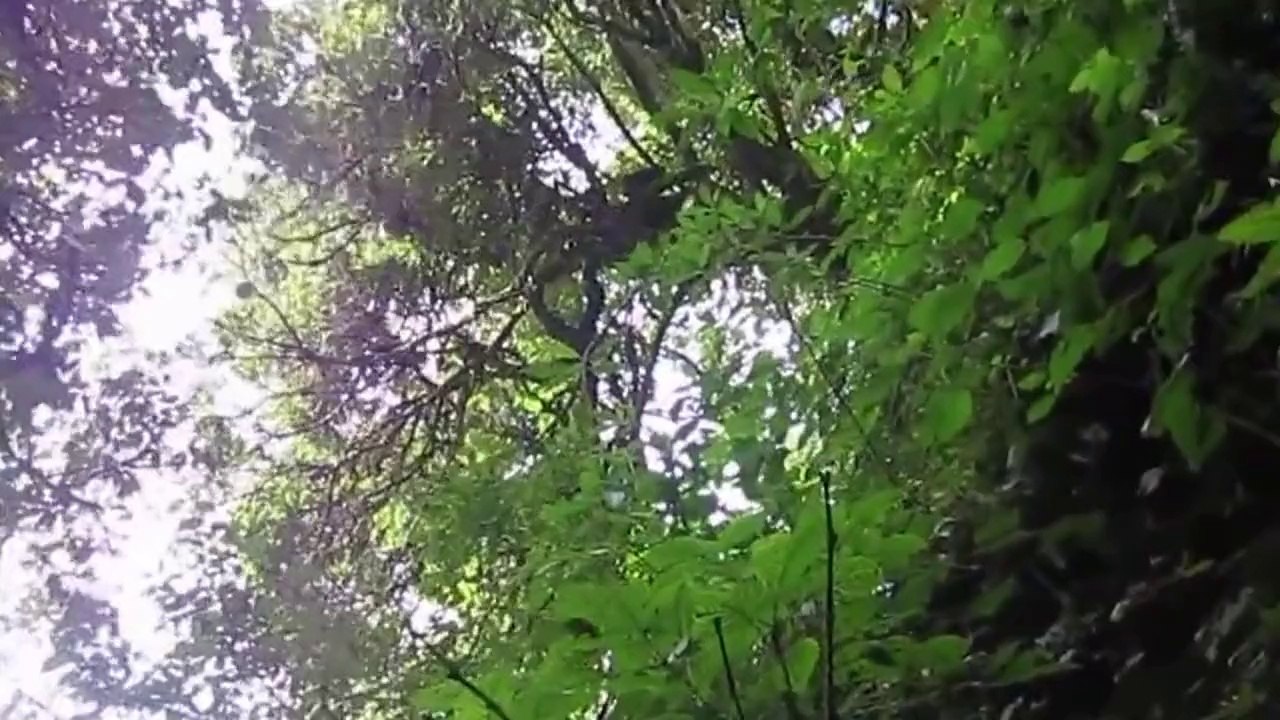 Abholzung bedroht Birmas Wälder