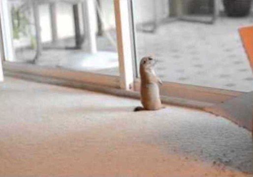 Prairie Dog Likes to Play With Cat