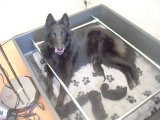 7 juin 2014 : chiots de 2 jours