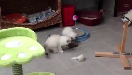 On s'éclate ! Chatons 2014