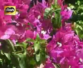 NGENTENI sri avista @ lagu tarling