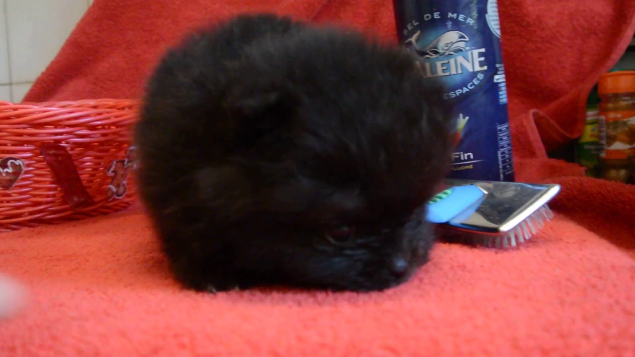 Jana spitz nain Domaine des Bouilles d'Amour