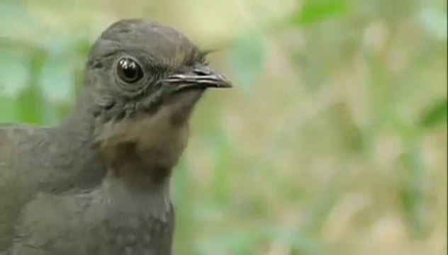 Mübarek kuş değil ses kayıt cihazı. Bütün sesleri taklit edebiliyor.