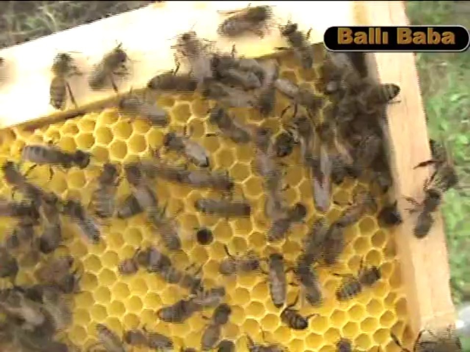 HAZIR KABARMIŞ PETEKTE BAL VE YAVRU...