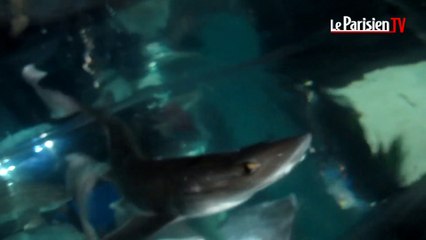 Caressez les requins comme si vous y étiez