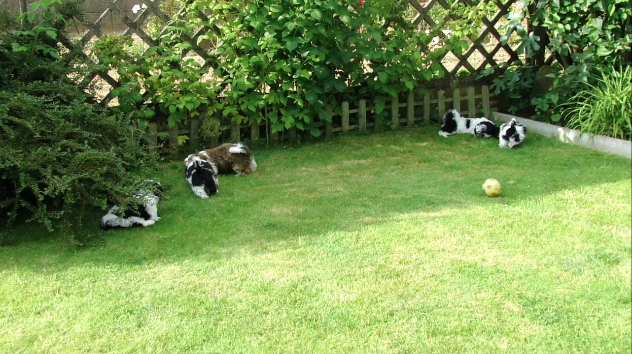 LES BB DE FALBALA ET DE BISOU PRENNENT L' AIR ..........