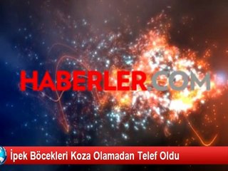 İpek Böcekleri Koza Olamadan Telef Oldu