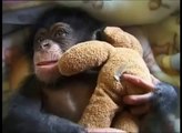 yavru maymun ile bebeğin arkadaşlığı