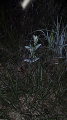 Blu and Dell 5 / 31 / 14 part 1 The Chase