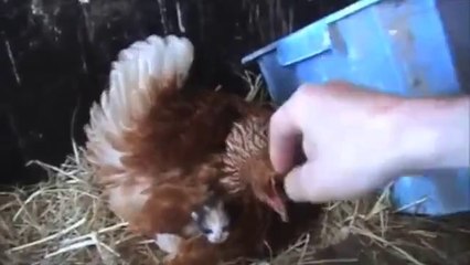 Kedi yavrusunu civciv gibi saran tavuk