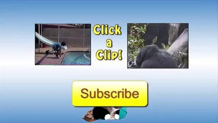 Bears Make Conga Line!