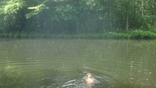 Biljoen Castle Pond has Fish, but I didn't allow Zeppo to have a go
