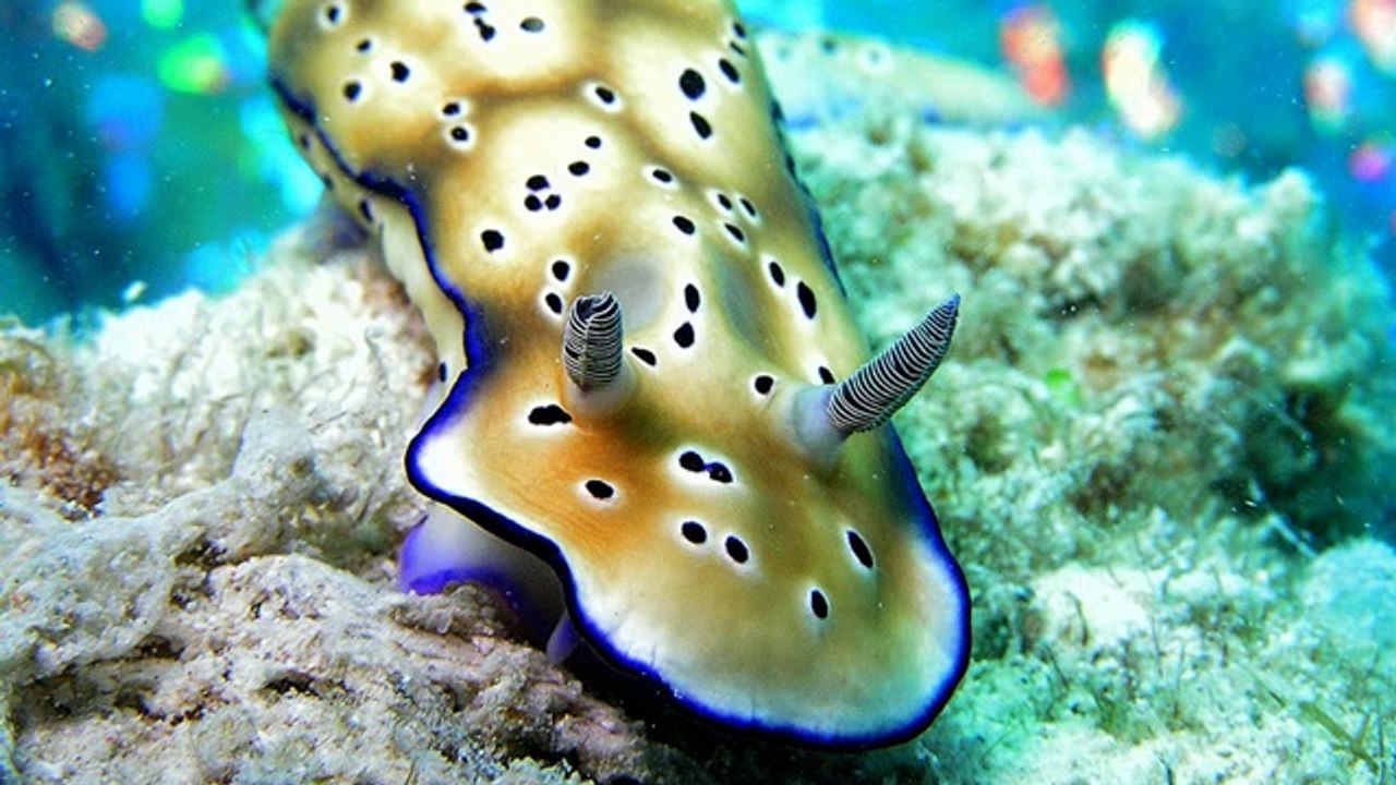 Diving In Malaysia