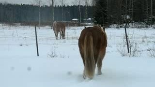 Stallion and mare in snow