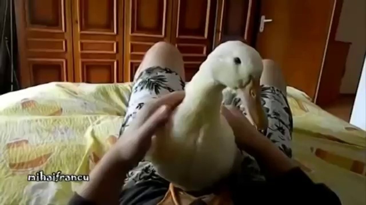 Funny Ducks Compilation