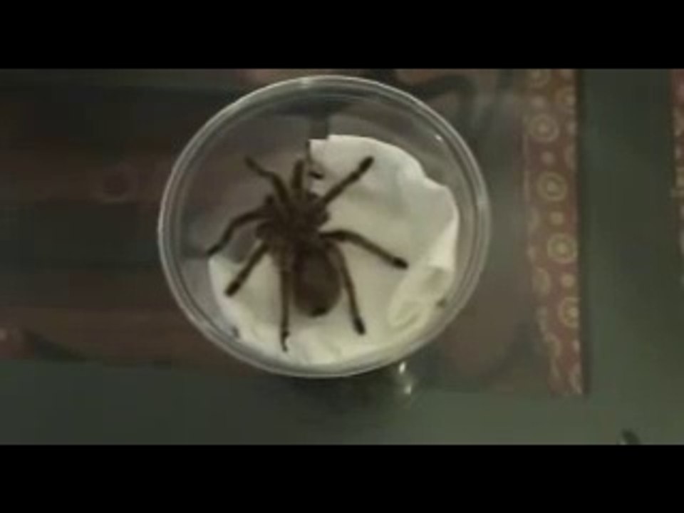 Tarantula Prank