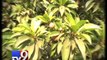 Farmers to uproot 'Chickoo Trees', Navsari - Tv9 Gujarati