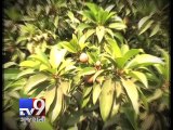 Farmers to uproot 'Chickoo Trees', Navsari - Tv9 Gujarati