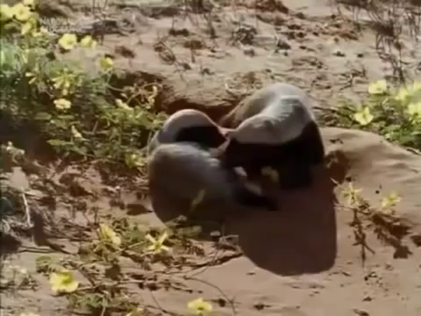 ⁣Snake Killers - Honey Badgers Of The Kalahari