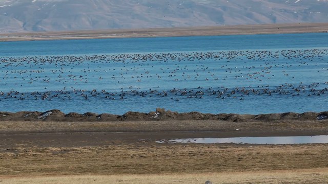 Arin gölü Adilcevaz BA 2014.03.19 BA 1053