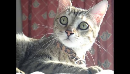 MY CATS KUNG FU FIGHTING