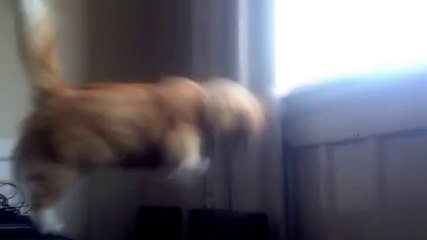 He almost made it.. haha! (Funny Fat Cat)