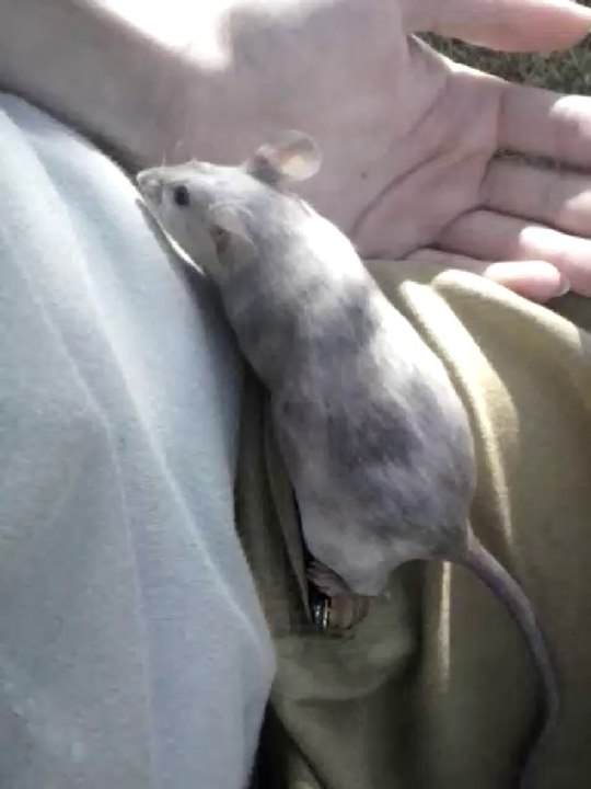 Cohabitation chat et souris