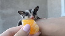 Cutest little animal of the world! Adorable Sugar Glider Trevor eats orange and falls asleep