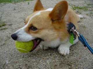 帰りたくないコーギー