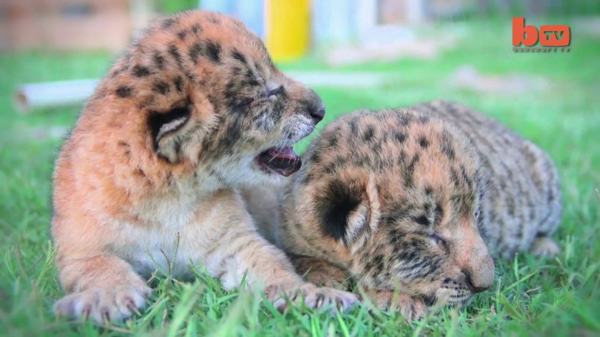 Des Bebes Liligres Croisement Entre Un Ligre Et Un Lion Trop Mignon Video Dailymotion