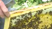 Hautes-Alpes : Transhumance des abeilles dans les montagnes
