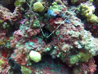 Félicie la langouste