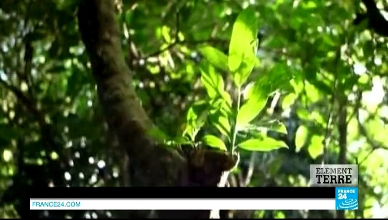 Biomimétisme : la nature en copier-coller