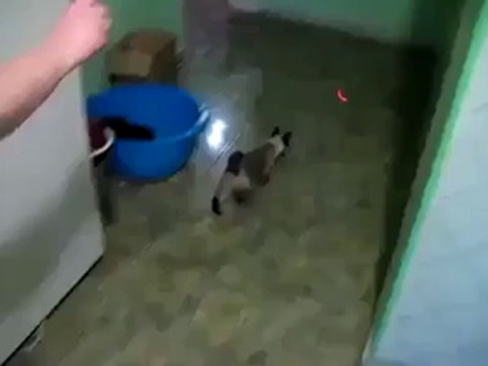 funny cat