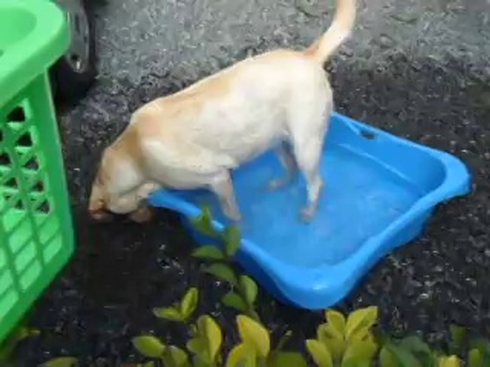 Honey et sa petitepetitepetite piscine ! ♥ (2)