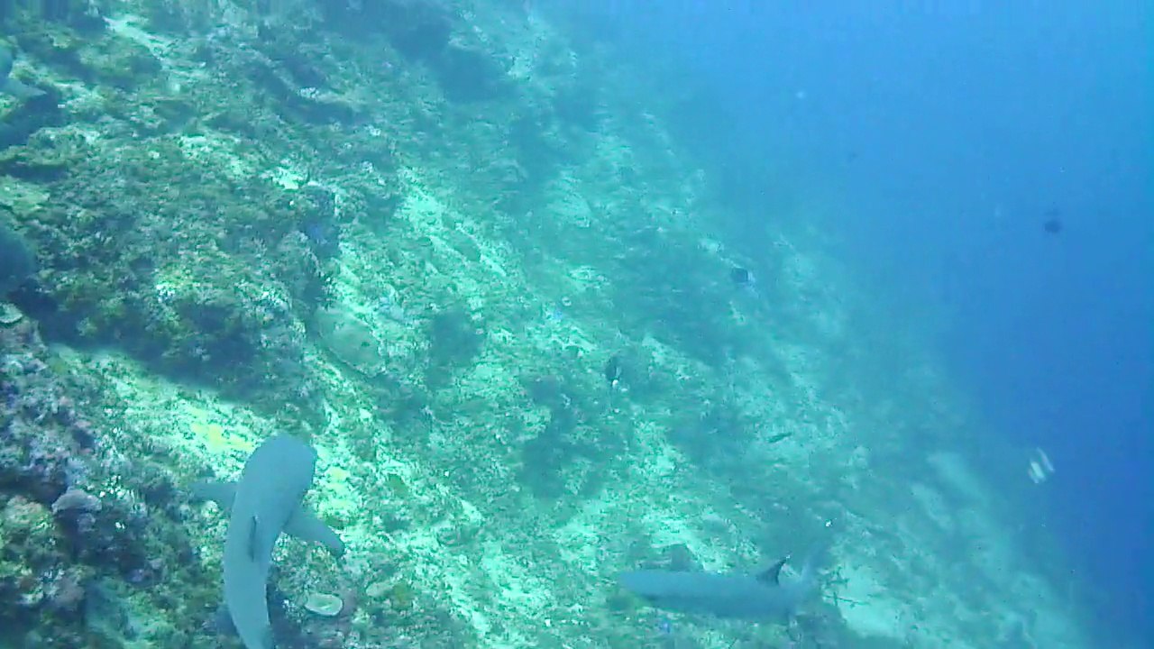White tip sharks in Sipadan