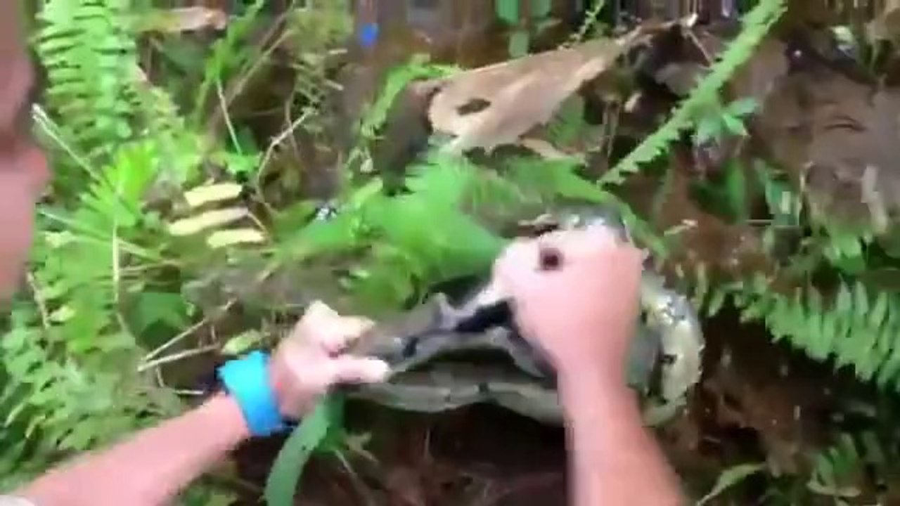 Powerful snake grabbing a cat