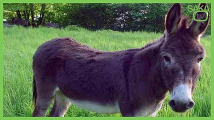 Herkesin Yapmak İstediği Şeyler