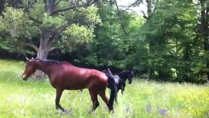 Rencontre des poneys