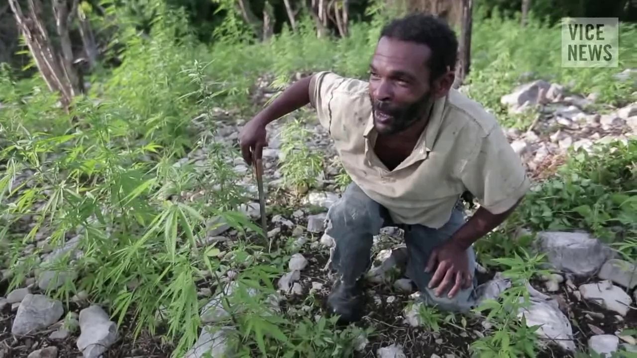 Le marché de la marijuana en Jamaïque