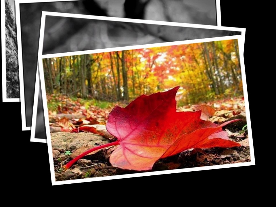 L'écureuil et la feuille - Maurice Carême